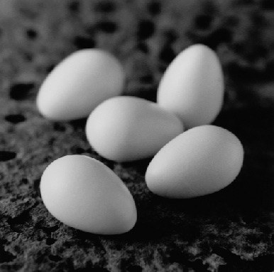 ROBIN'S EGGS